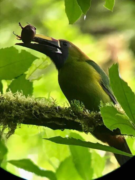 Casa Euphonia Monteverde Zewnętrze zdjęcie