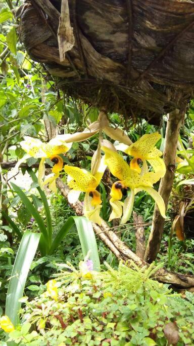 Casa Euphonia Monteverde Zewnętrze zdjęcie
